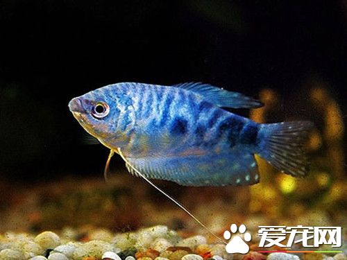 地下水能養魚嗎 地下水養魚需要注意的事項