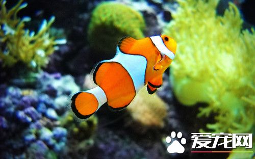 公司養魚養幾條好 辦公室養魚需要注意的事項