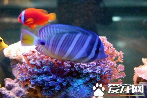 魚缸養魚的方法 小魚缸怎麼養魚才不會死