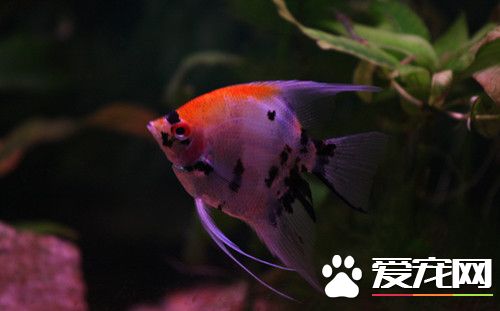 水命的人適合養魚嗎 水命的人不適合養紅色的魚