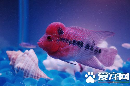 養魚的水可以澆花嗎 養魚的水澆花注意的事項