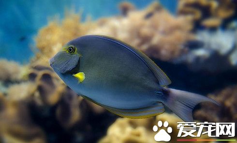 混養魚最佳搭配 熱帶魚混養需要注意的事項