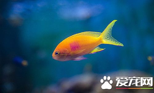 什麼人不適合養魚 四種不適合養魚的條件和人