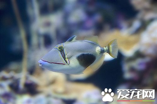 風水養魚幾條好 家庭養魚風水知識注意事項