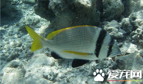 為什麼養魚要養單數 養魚必須要注意五大原則