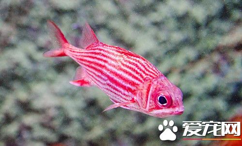 怎麼養魚不會死 新手養魚需要注意的事項