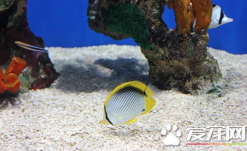 養魚水混怎麼辦 解決家中魚缸水混的4點方法