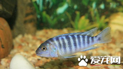 養魚有什麼好處 家庭養魚風水常識有哪些
