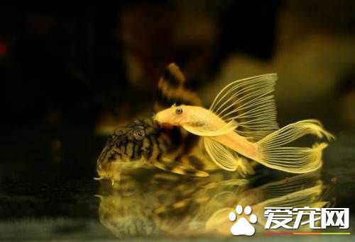 養魚幾天換一次水 養魚換水需要注意的事項