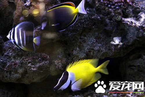火命的人適合養魚嗎 養魚的風水講究注意事項