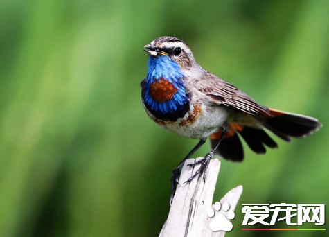 小鳥怎麼喂 絕對不可以忘記喂養小鳥