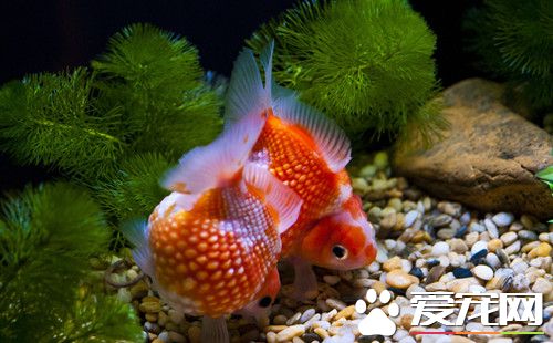 涼白開能養魚嗎 可以用涼白開水養金魚