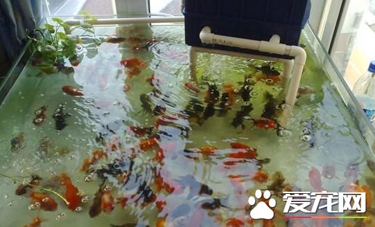 雨水養魚好嗎 養金魚是不適合用雨水的