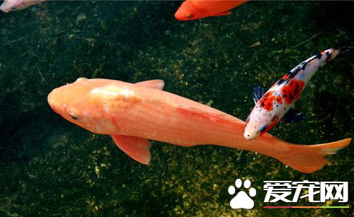 養魚老三樣是什麼 養魚老三樣注意的事項