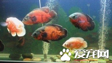 魚缸怎麼養魚 小魚缸怎麼養魚才不會死