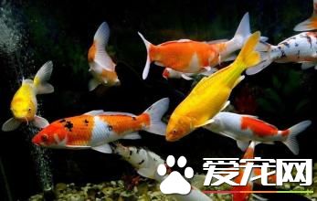 怎樣養魚才不會死 養魚需要注意的事項