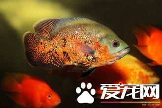 養金魚有什麼講究嗎 養金魚需要注意什麼