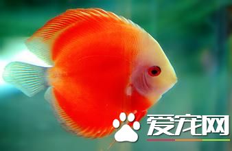 養魚有什麼講究 養魚風水中的一些禁忌