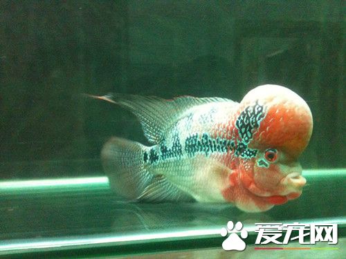 觀賞熱帶魚的種類 觀賞魚的種類有哪些