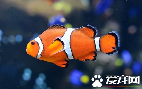 養魚養幾條好 風水魚到底養幾條最好
