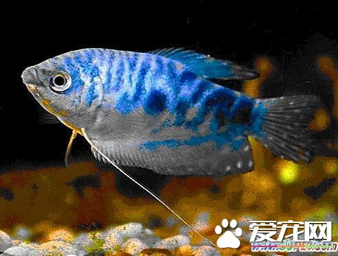 養熱帶魚的技巧 熱帶魚的最正確飼養方法