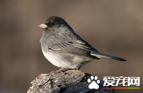 鳥的生活習性與環境 不同鳥類的習性大不相同