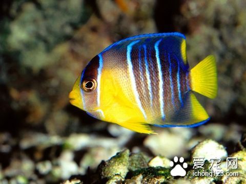 最好的熱帶魚飼料 觀賞魚好飼料的選擇標准