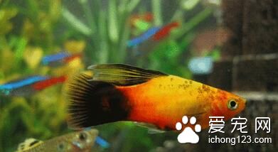 什麼小型熱帶魚好養 6種最好養的熱帶魚