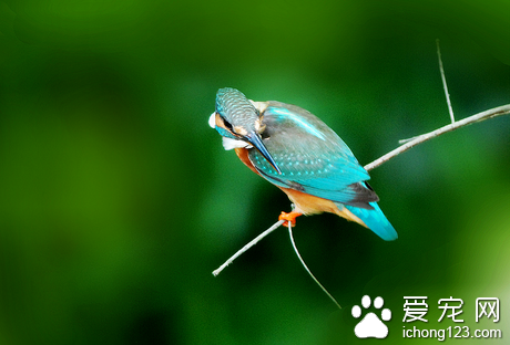 寵物鳥怎麼養 首先應選購一只健康的寵物鳥