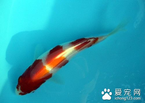 養熱帶魚的方法 熱帶魚的最正確飼養方法