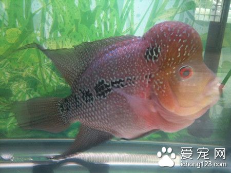 熱帶魚如何過冬 熱帶魚過冬需要注意的事項
