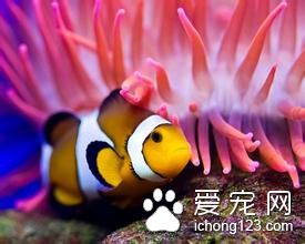 熱帶魚加熱棒多少度 熱帶魚加熱需要注意的事項