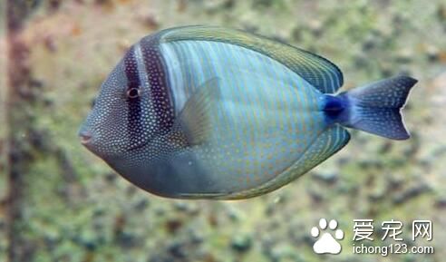夏天熱帶魚幾天換水 熱帶魚換水的具體方法