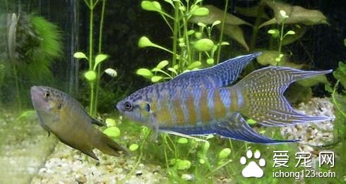 熱帶魚屬於風水魚嗎 風水魚飼養注意事項