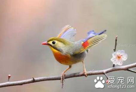 養什麼鳥好 初養鳥者應選一些容易飼養的鳥類