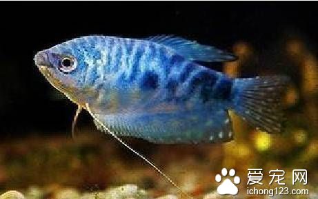 養熱帶魚用什麼水最好 詳解熱帶魚用什麼水好