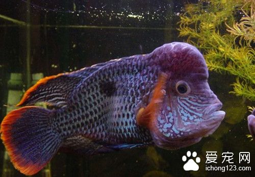 熱帶魚幾天換次水 熱帶魚換水需要注意事項