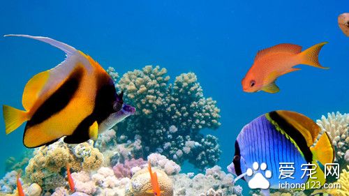 適合家庭養的熱帶魚 適合冬季家庭飼養的觀賞魚