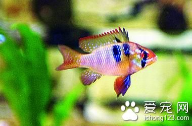 怎麼給熱帶魚換水 熱帶魚飼養生活常識