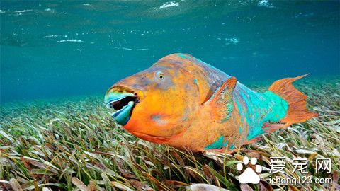 熱帶魚什麼時候睡覺 魚其實也是要睡覺的