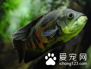 什麼熱帶魚不吃水草 九種不宜在水草飼養的魚