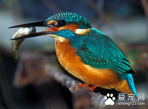 世界上壽命最短的鳥 翠鳥的壽命最短只有2年
