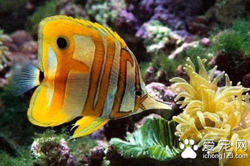 熱帶魚可以加鹽嗎 熱帶魚加鹽有哪些好處