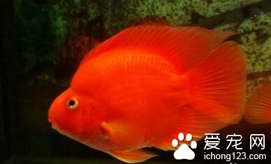 養熱帶魚注意事項 家養熱帶魚需要注意的事項