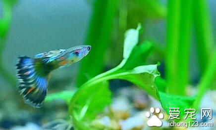 冬天如何養熱帶魚 需要及時調整喂魚時間