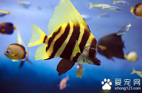 什麼熱帶魚比較好養 適合新手飼養的五種魚
