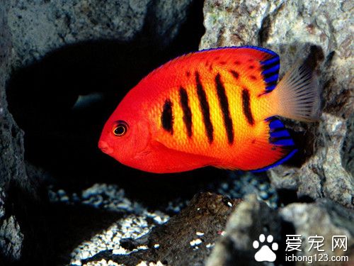 怎麼能養好熱帶魚 熱帶魚的最正確飼養方法