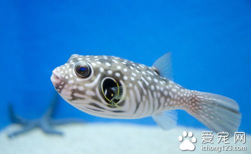 養什麼大型熱帶魚 好看容易養的大型熱帶魚