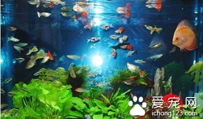 怎樣才能養好熱帶魚 熱帶魚養殖指南