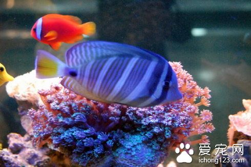 熱帶魚有多少品種 熱帶魚常見有那些
